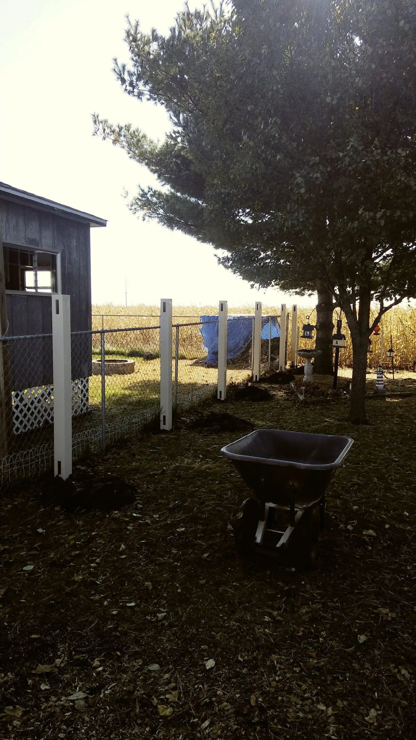 Fence posts being installed in a yard near a shed and a tree; a wheelbarrow is nearby.