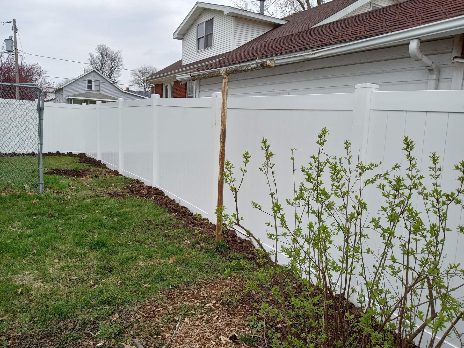 A backyard view showing a white vinyl privacy fence, a small wooden trellis, and budding shrubs near a house.