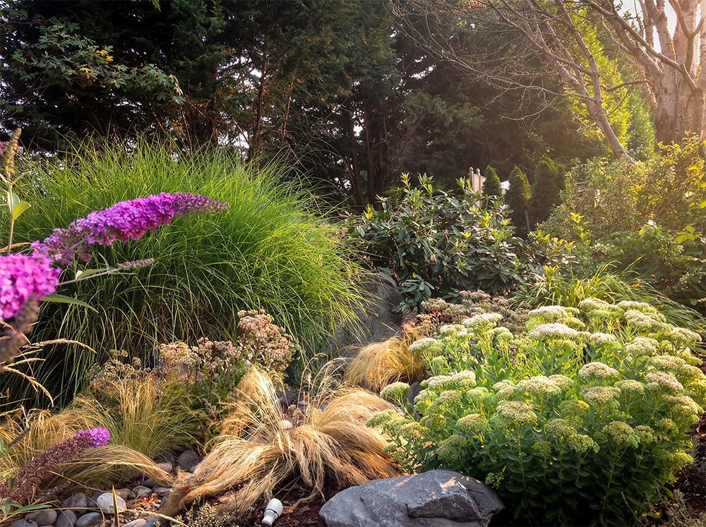 Lush garden with purple flowers, tall green grasses, and various plants in sunlight.