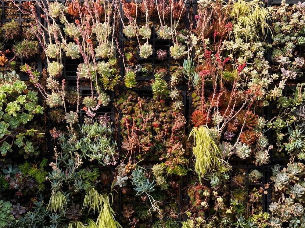 Vertical garden with various succulents in shades of green, red, and yellow.