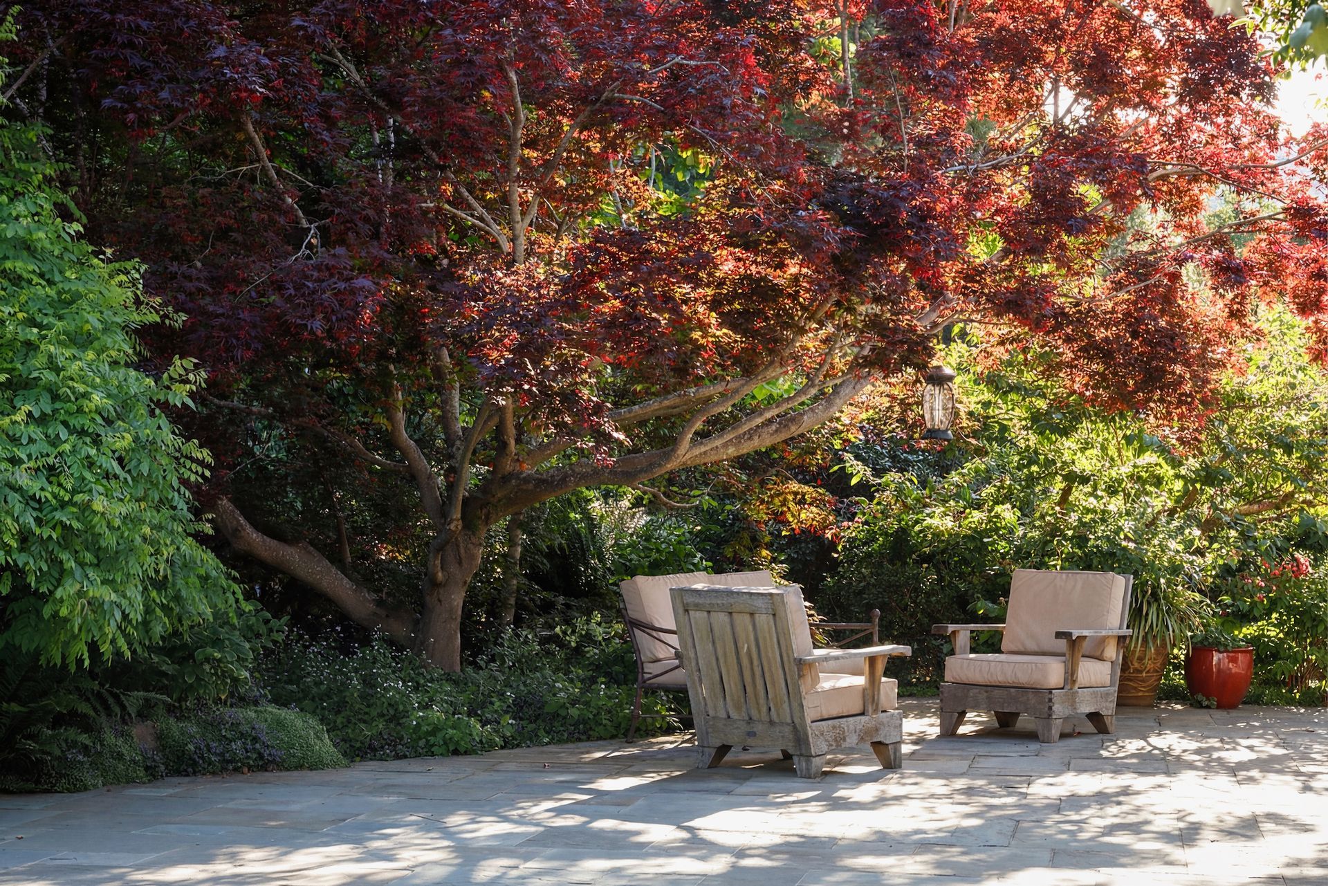 Two wooden chairs sit under a tree with red leaves in a sunny outdoor setting.