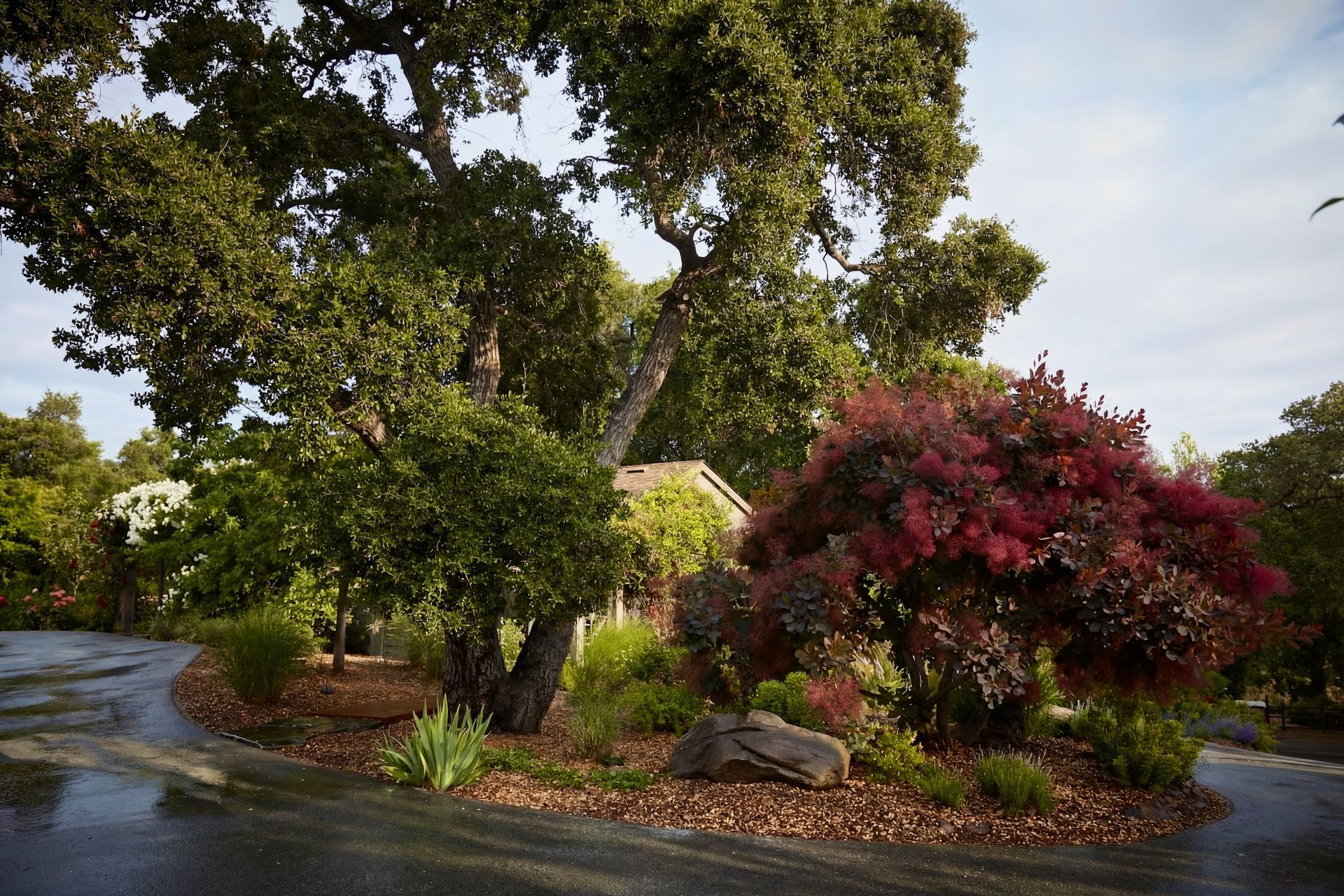 Curved driveway with trees and shrubs in a natural setting.