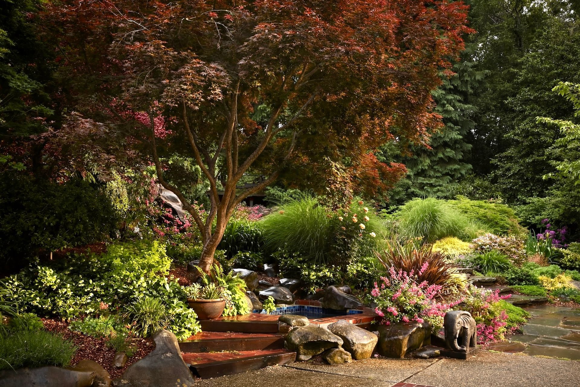 Red-leaved tree over stone steps and a small pond, surrounded by lush green and pink flowering plants.