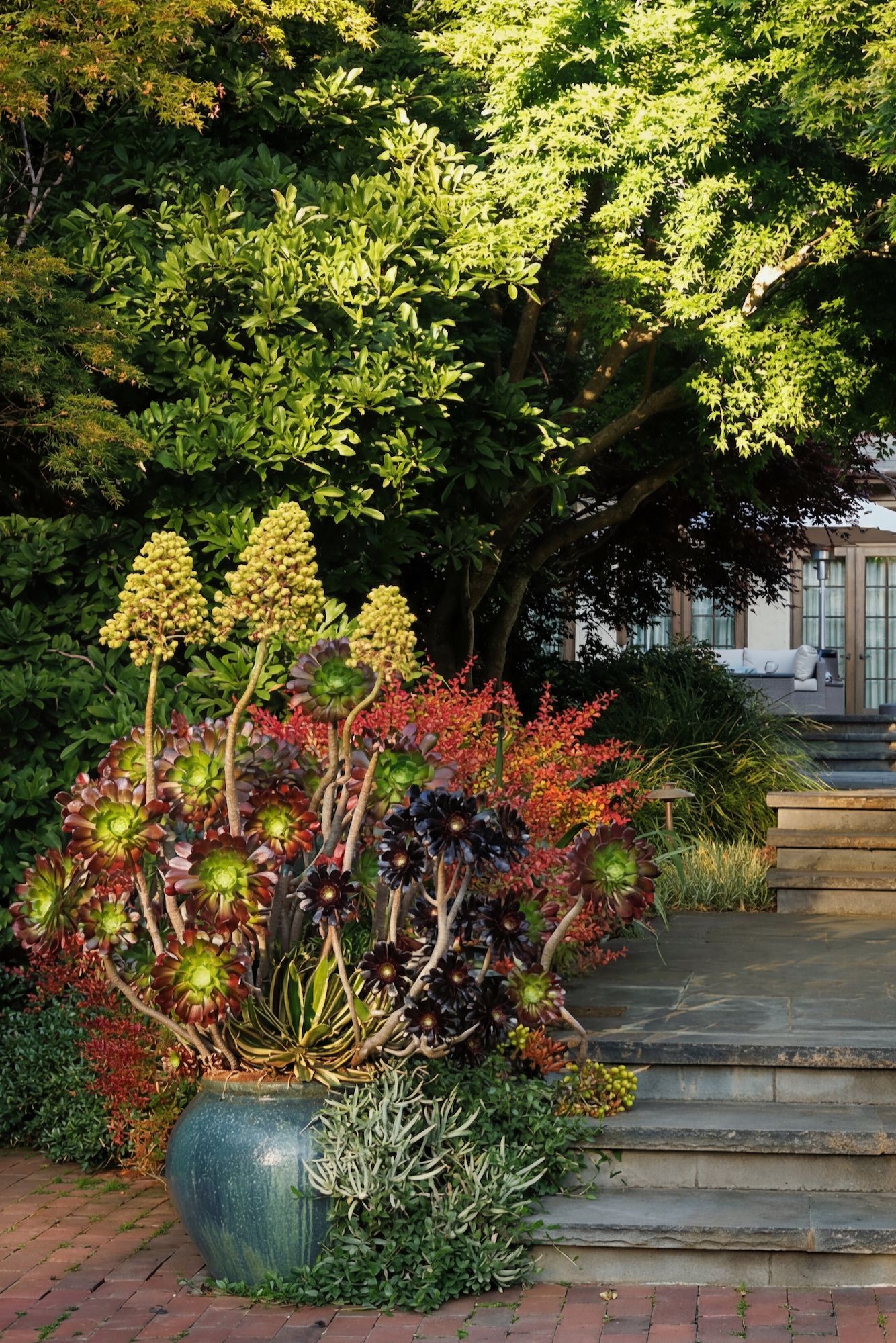 Succulents in a large blue pot, with steps and foliage in a sunlit garden.