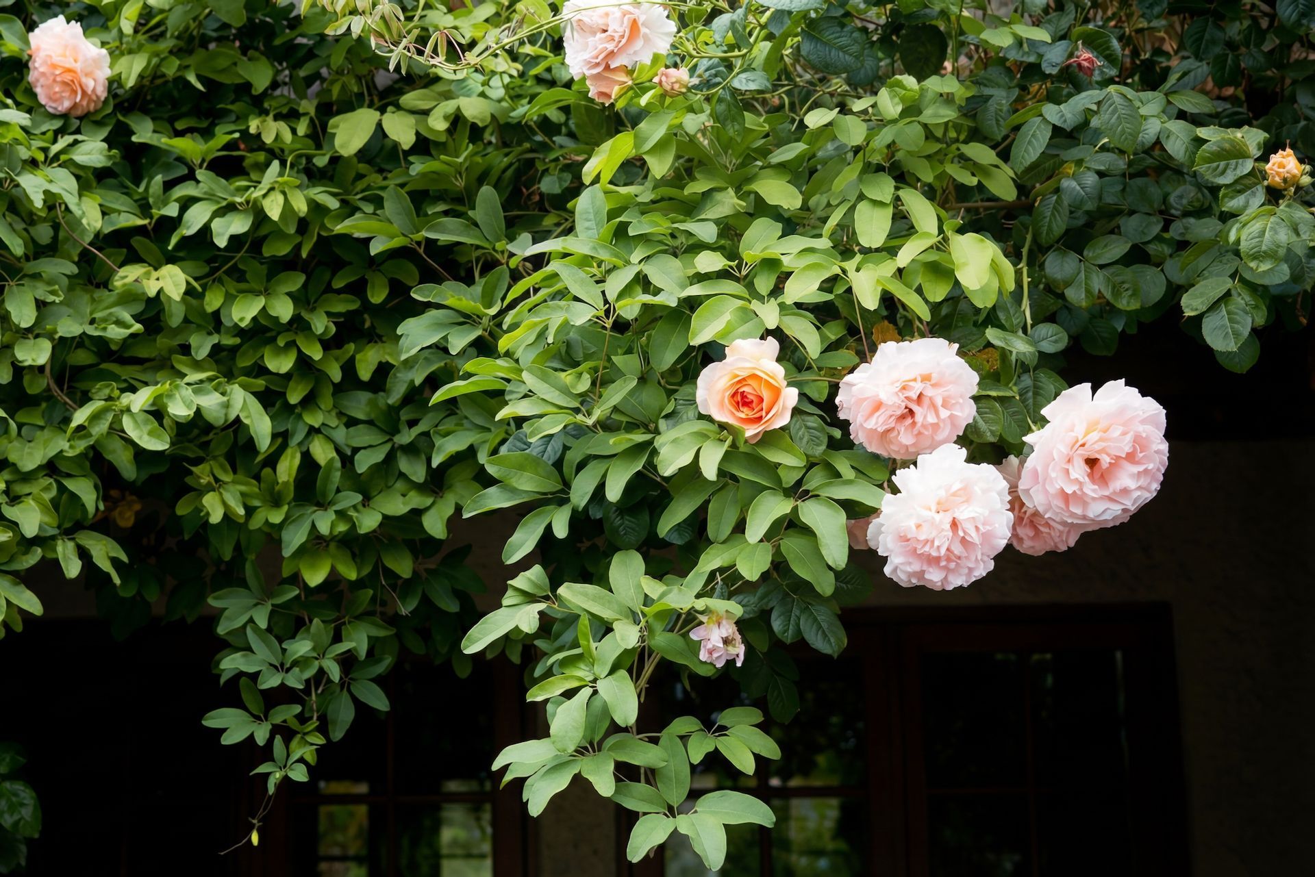 Climbing rose with peach-colored blooms and green foliage, cascading over a structure.