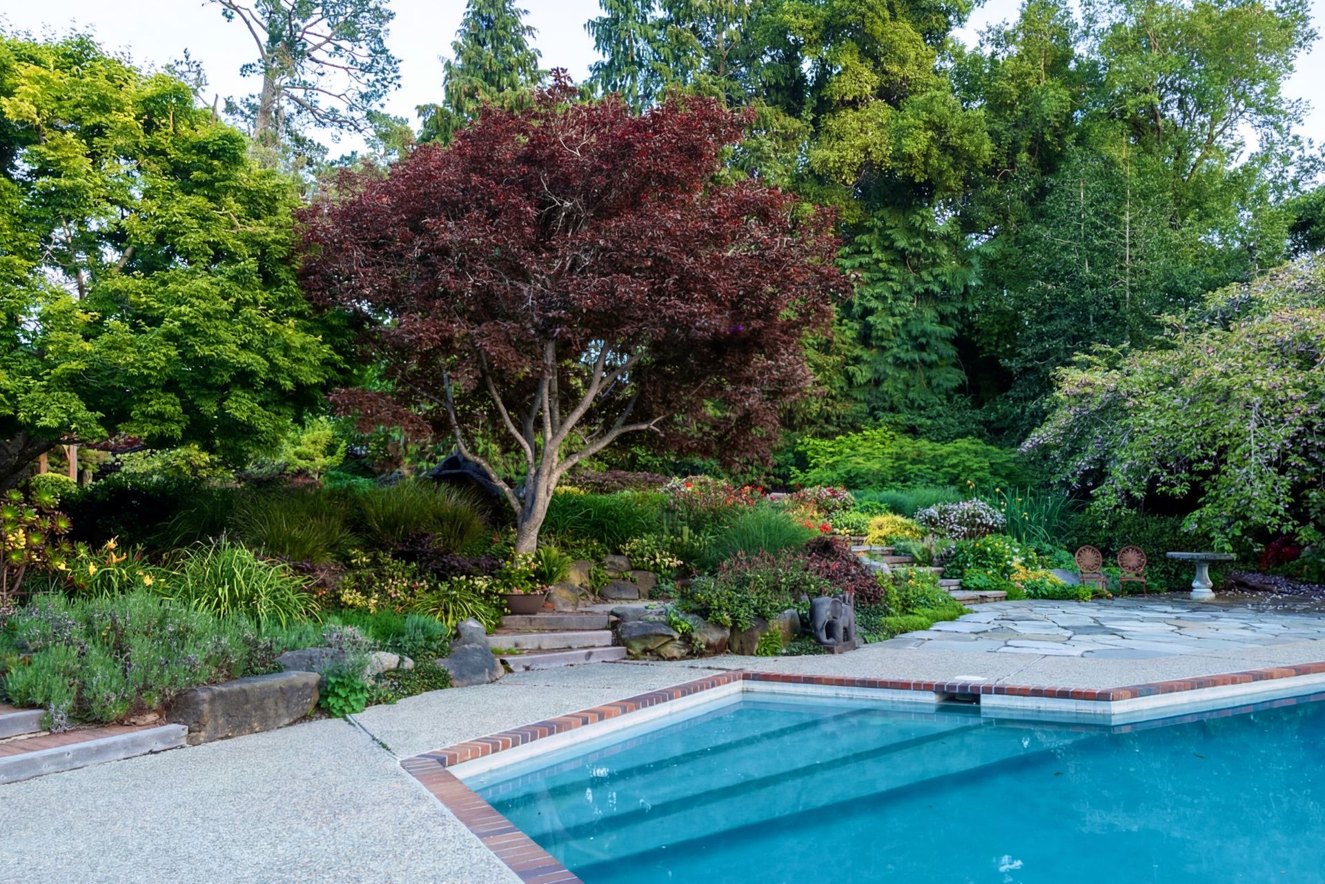 Poolside garden with burgundy tree, stone steps, and lush green foliage.