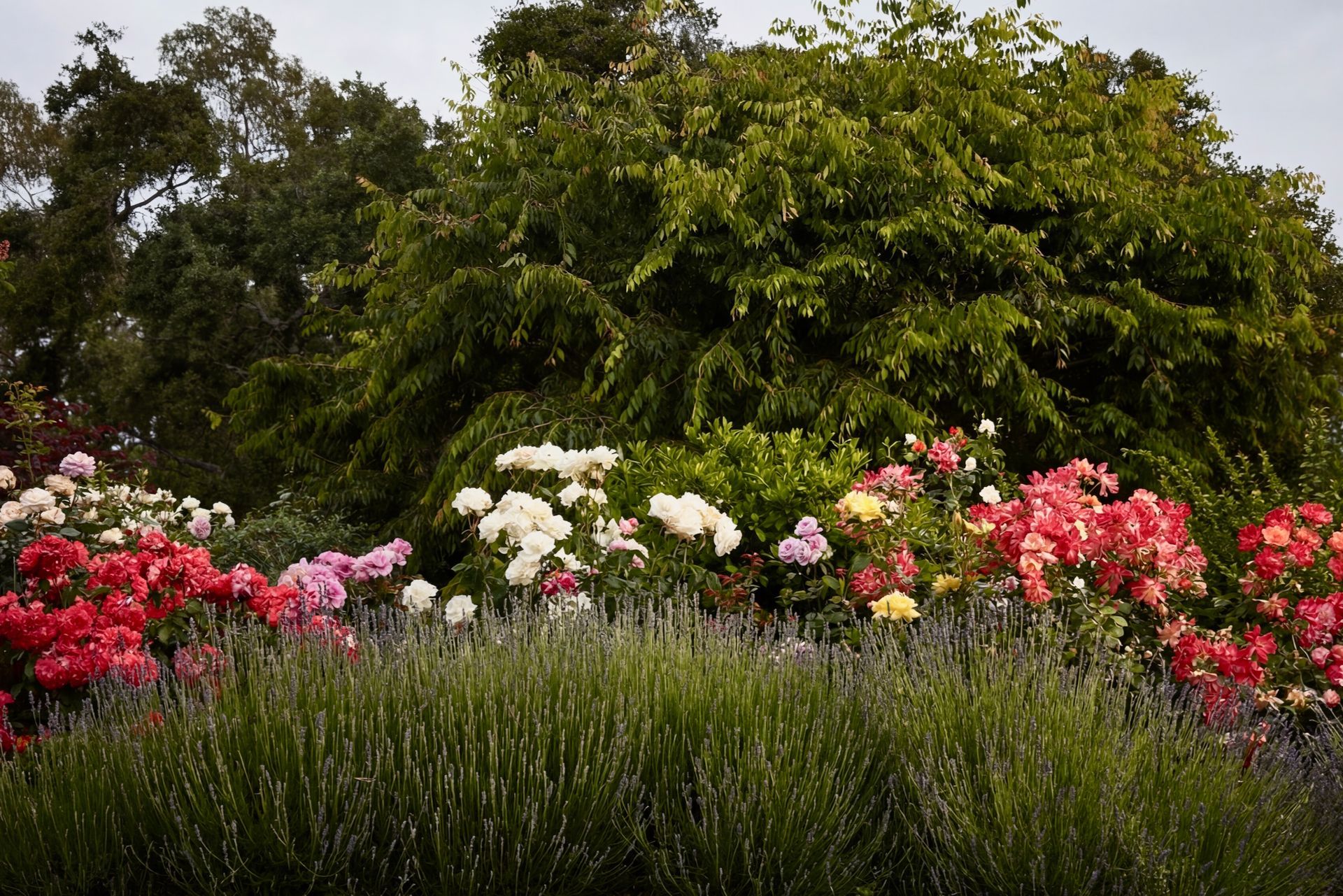 Garden bed with rows of lavender, colorful roses, and lush green trees.
