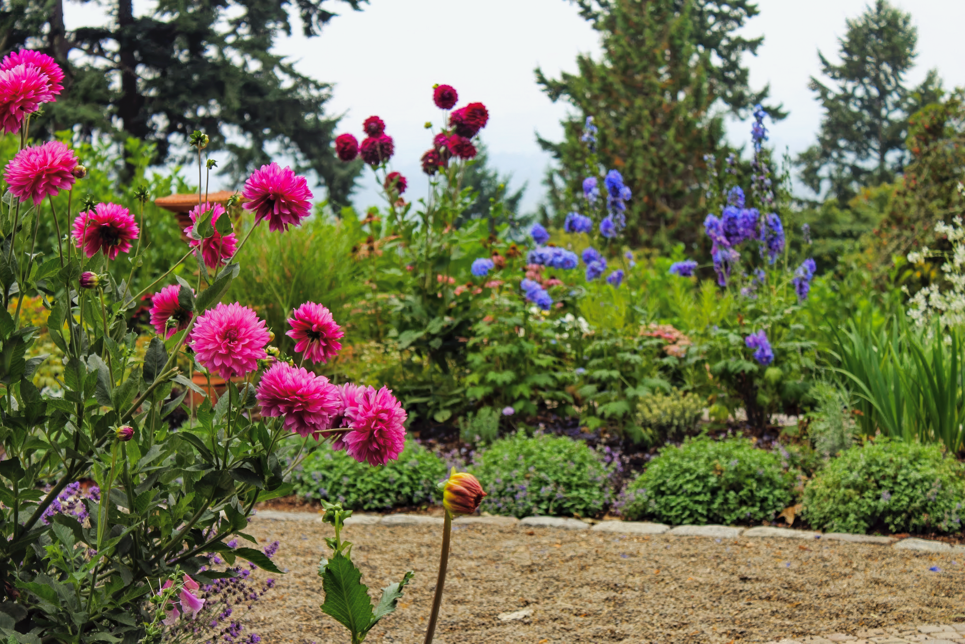 Bright pink dahlias bloom in a lush garden with blue and purple flowers, set against a backdrop of green trees.