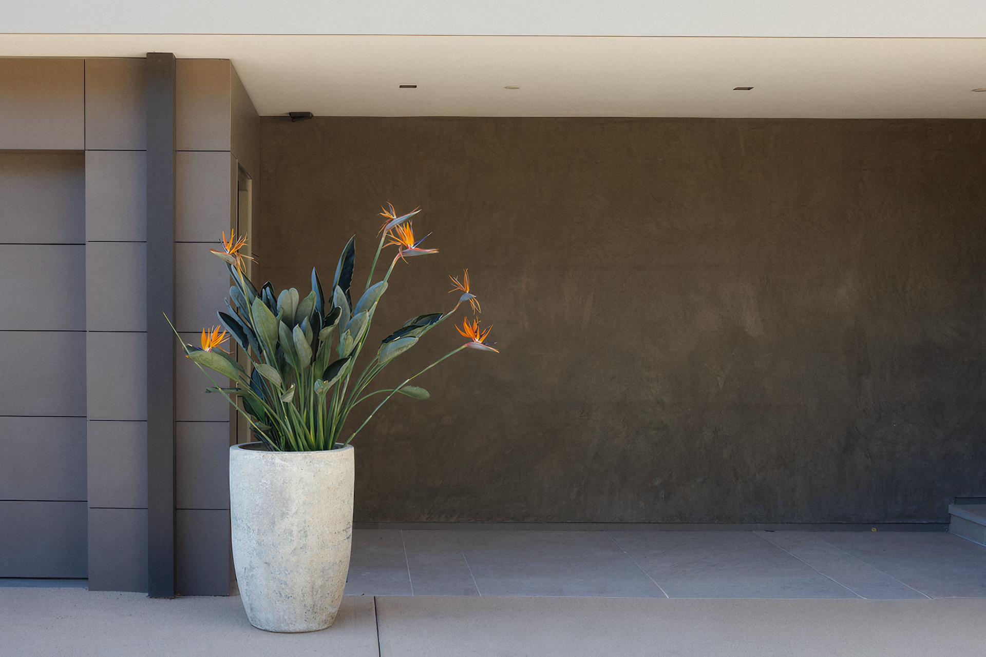 Bird of paradise plant in a tall, textured white pot against a brown exterior wall.