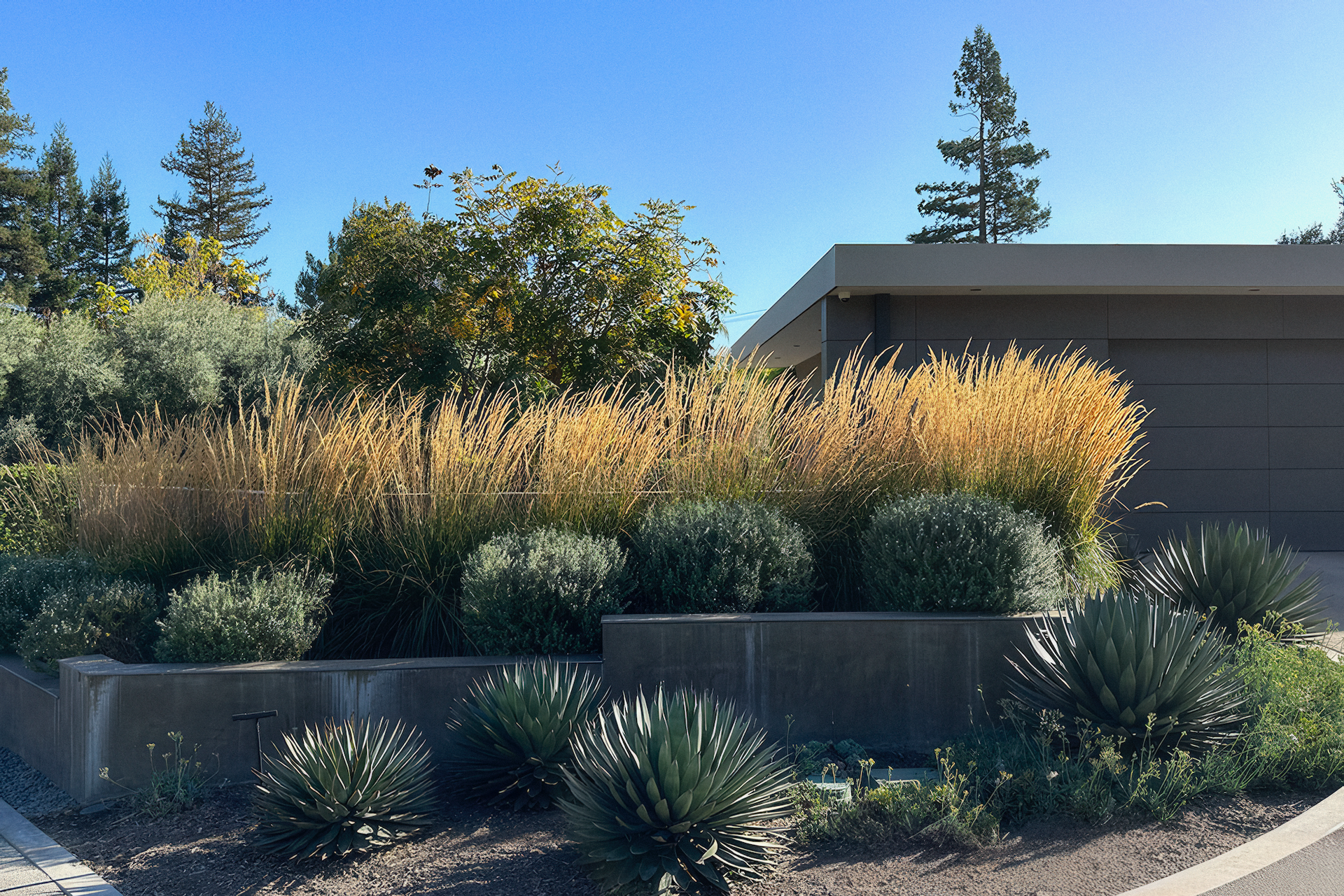 Landscaped garden with layered planting beds, featuring ornamental grasses and succulents, against a building and blue sky.