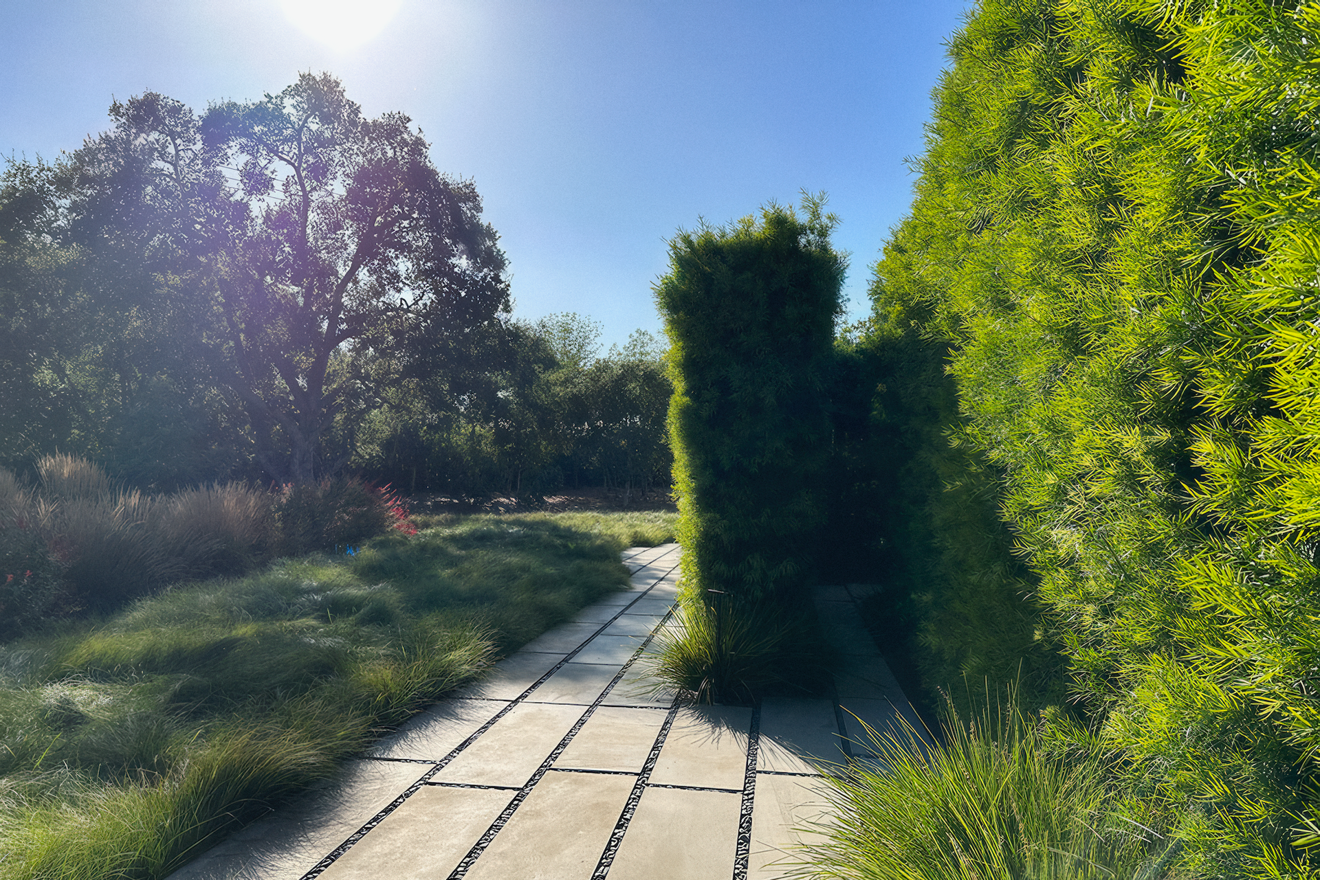 Pathway through a garden with stone slabs, bordered by grass and shrubs, under a bright blue sky.