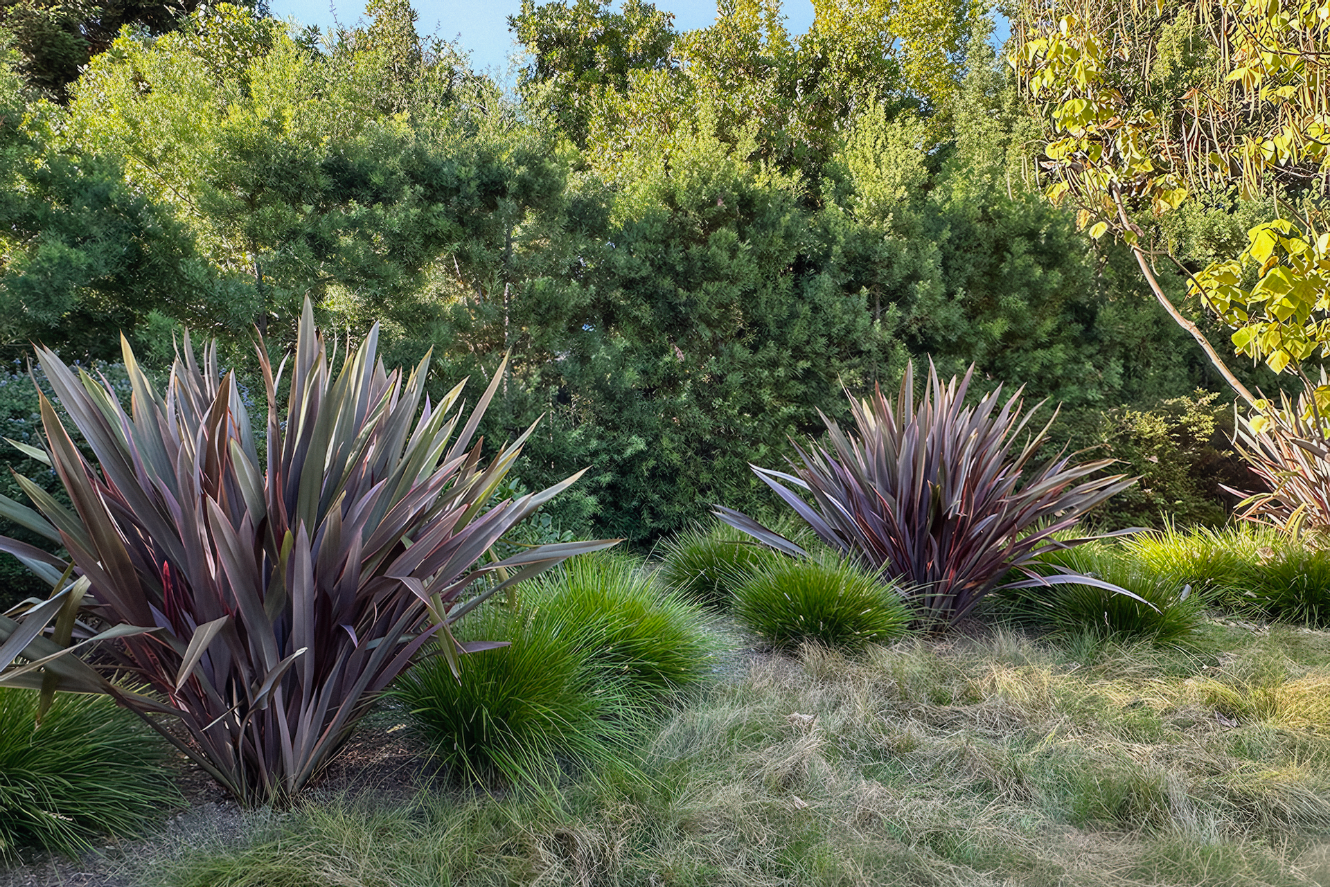 Landscaped garden with purple and green plants; shrubbery in the background.
