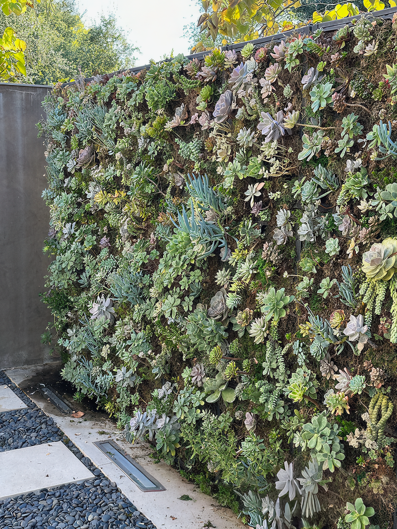 Vertical garden wall with various succulents and greenery.