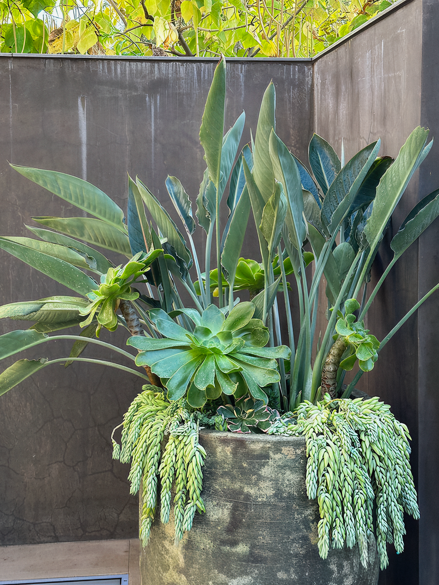 Potted exotic plants with large green leaves and trailing succulents against a dark wall.