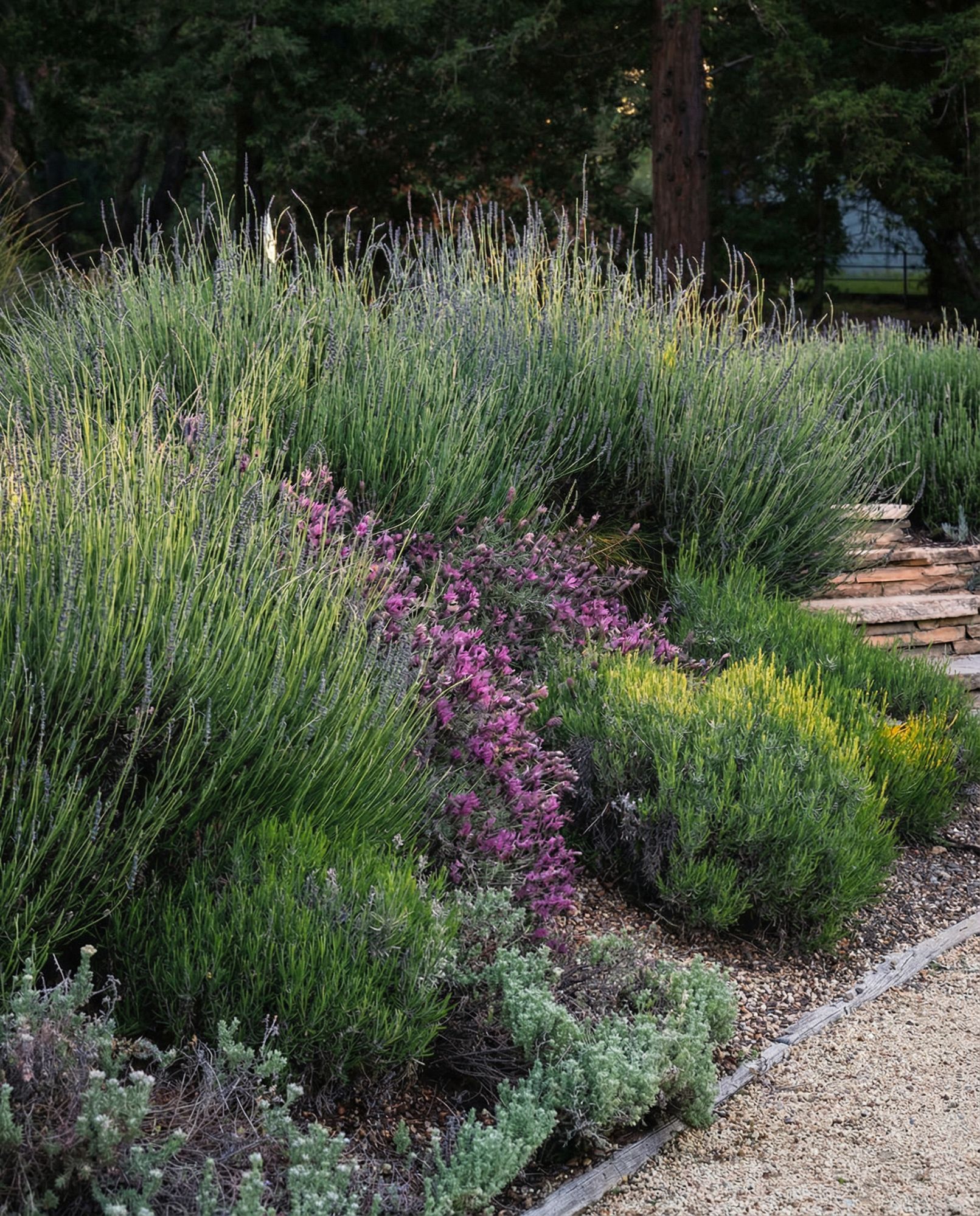 A lush garden bed with various green and purple flowering plants.