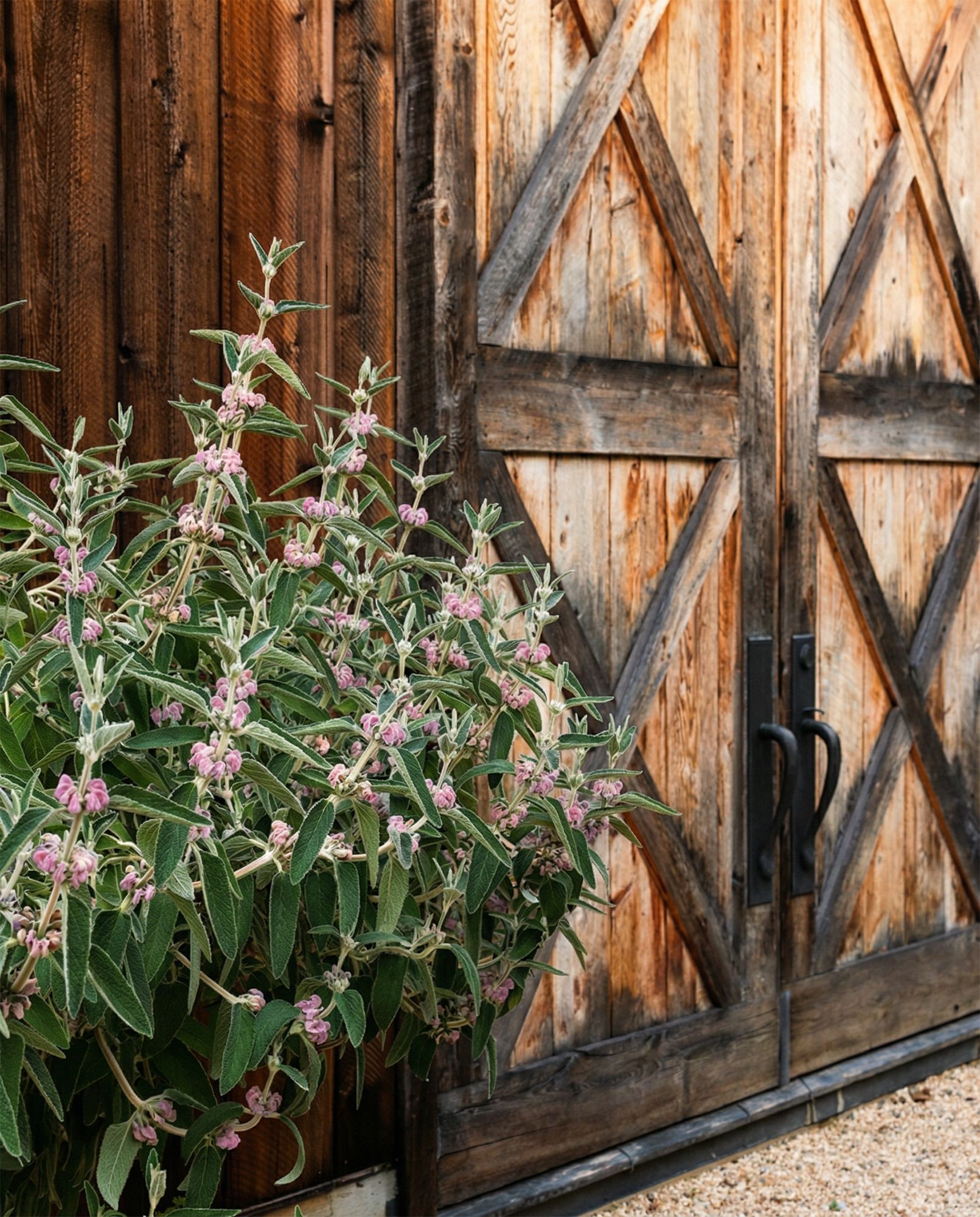 Variegated plant with pink blooms next to weathered wooden barn doors.