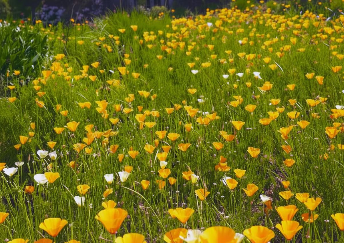 Field of yellow and white wildflowers in sunlight.