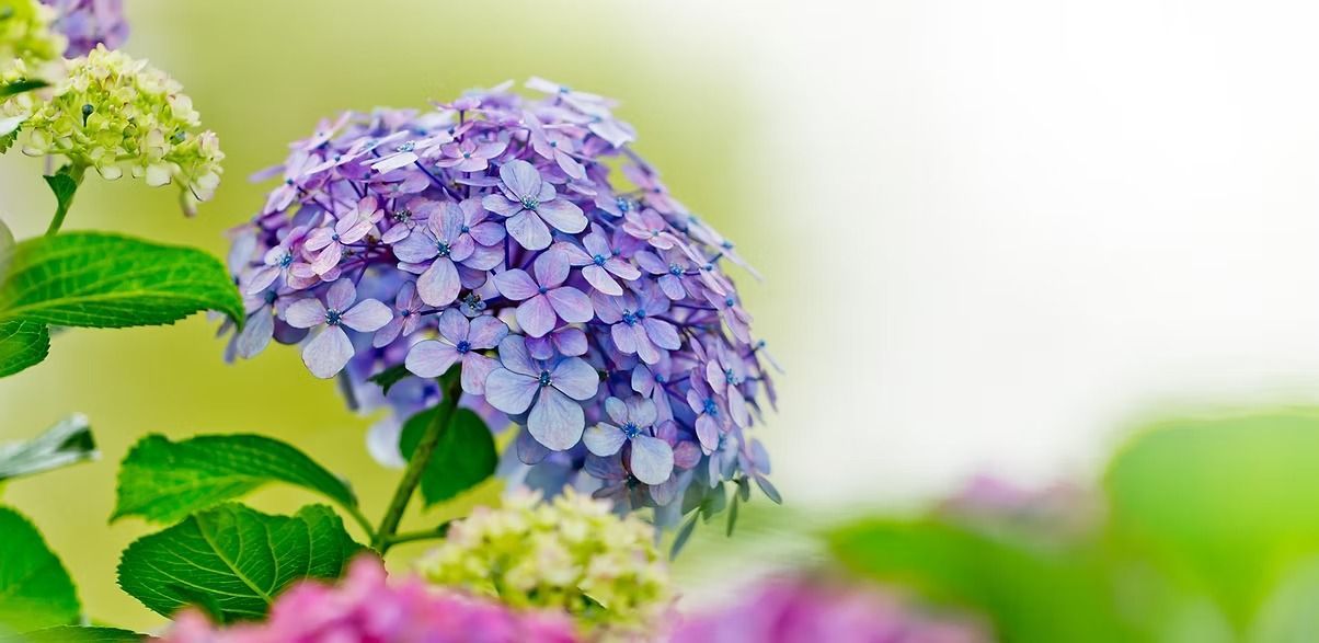 Jenna Bayer Garden Design, Inc.