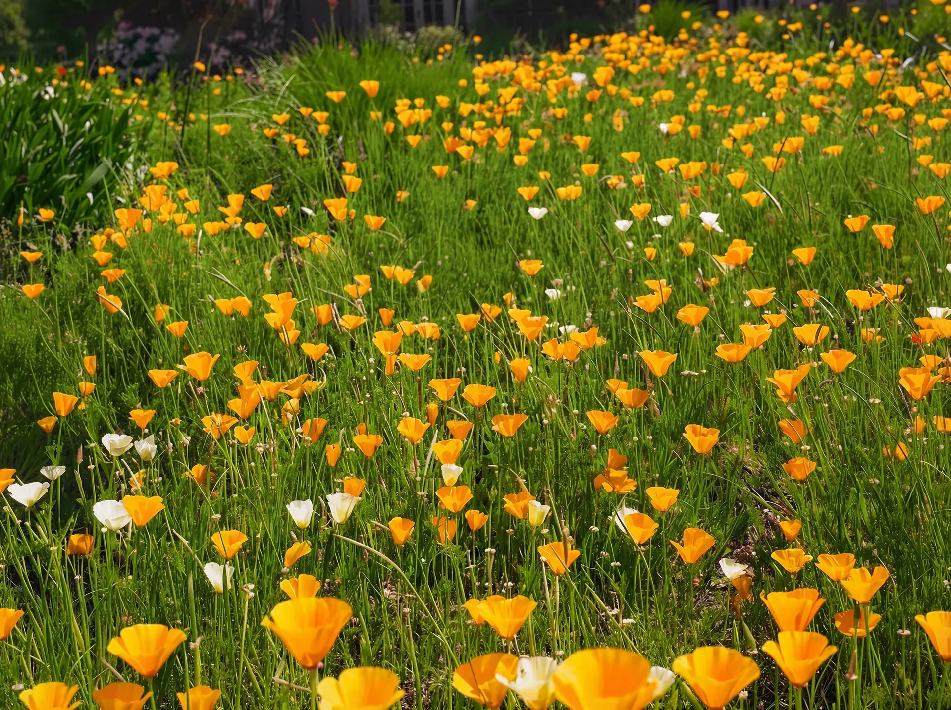 Field of vibrant orange and white poppies in a lush green meadow.