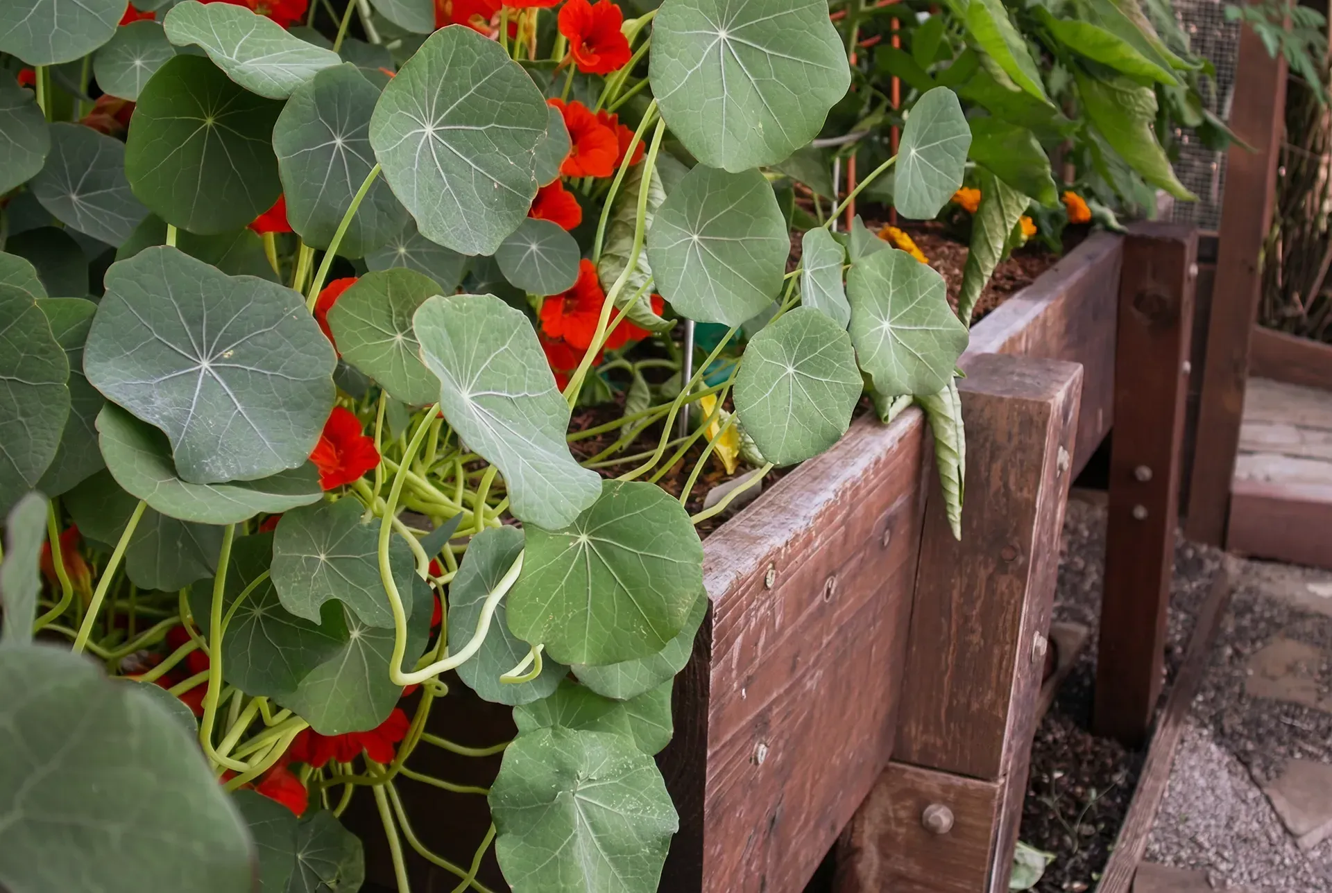 Nasturtium flowers and leaves spill over the edge of a wooden planter box.