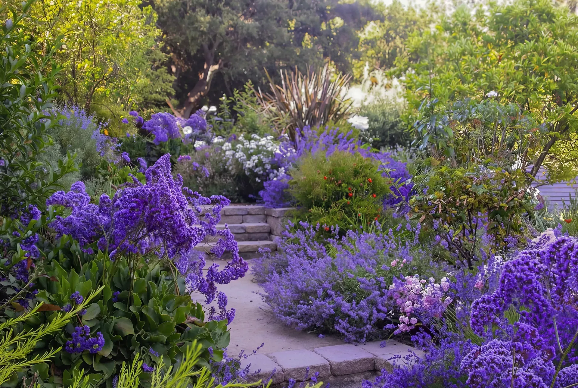Stone steps ascend through a garden filled with vibrant purple flowers and lush green foliage.