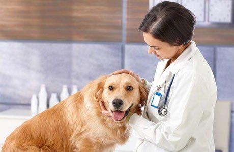 Pet Treatments