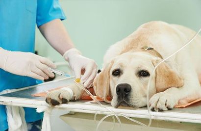 Spokane Pet Care, Pet Treatment