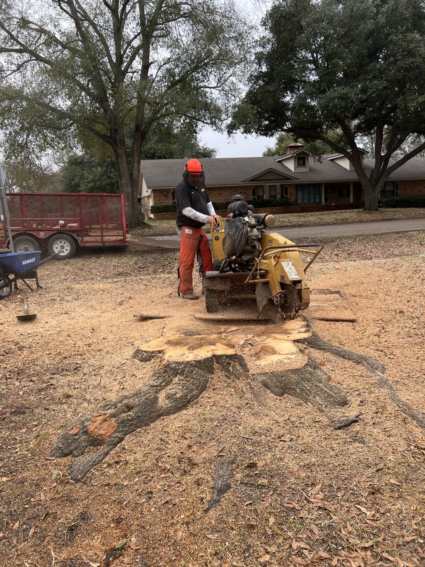Worker operating a yellow stump grinder on gravel in a yard, with a dump trailer and trees nearby