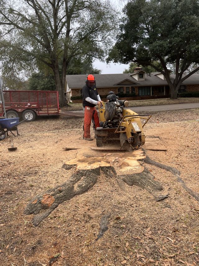 Worker operating a yellow stump grinder in a gravel yard, with a red trailer and trees in the background