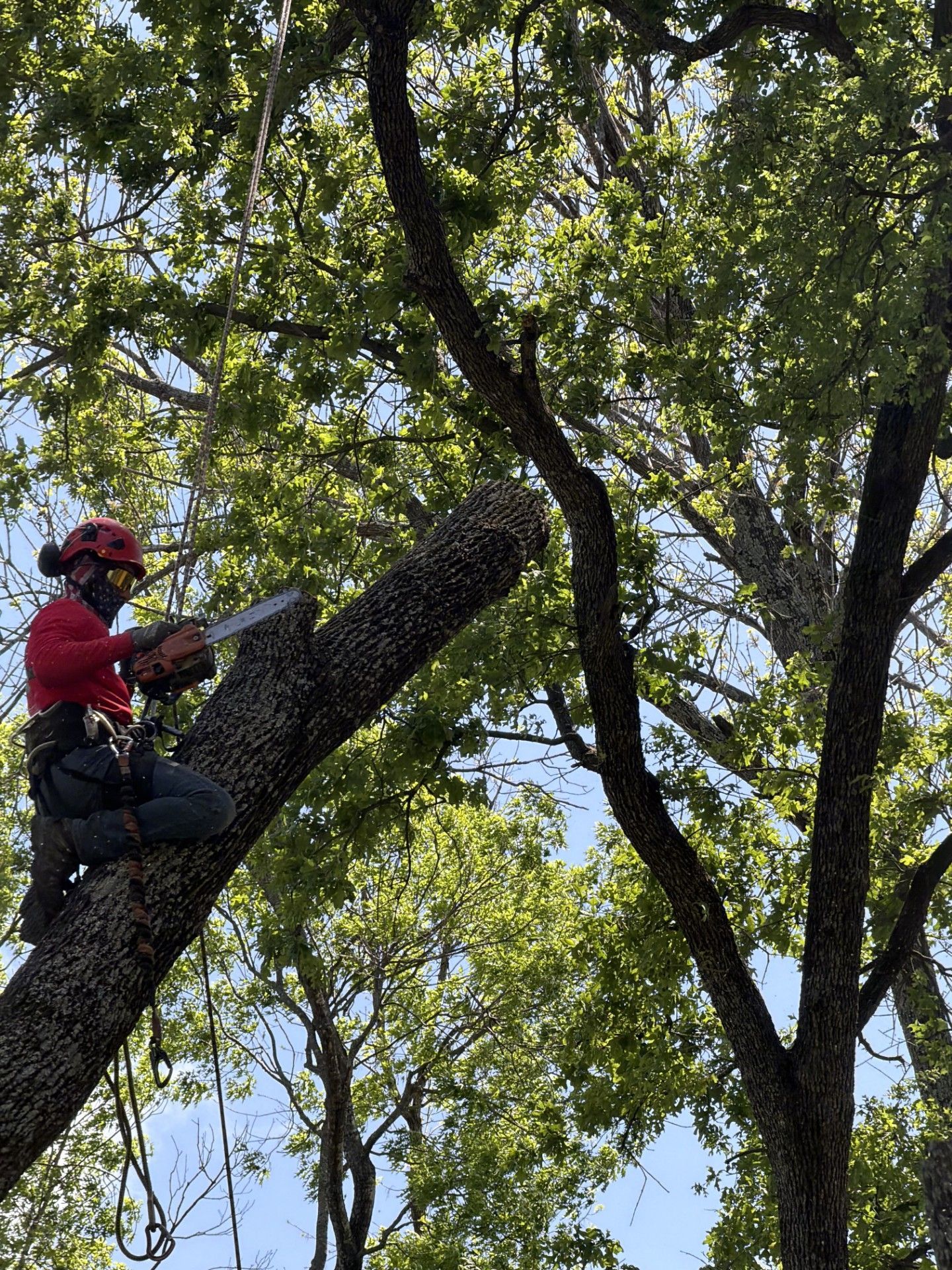 Arborist in red helmet and harness trimming a tree branch high in a leafy canopy