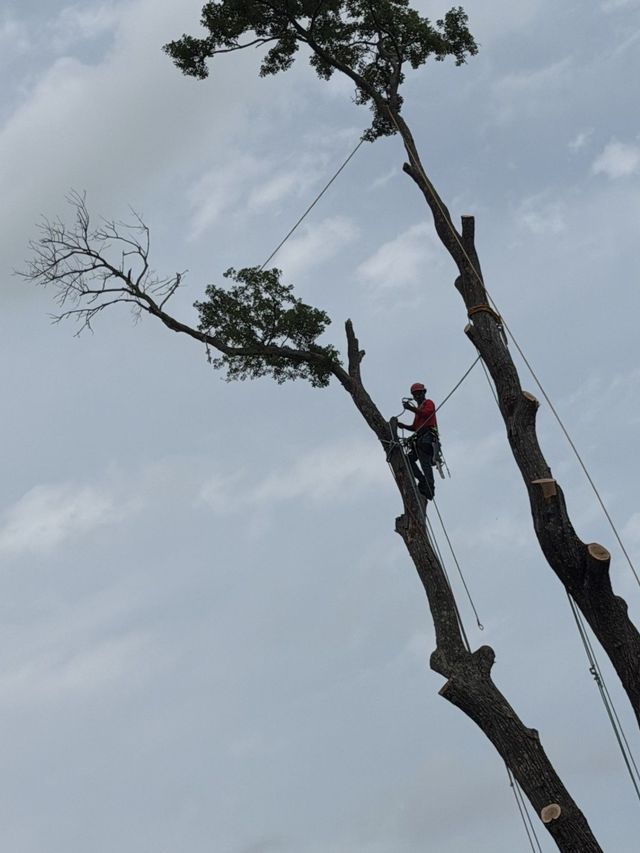 Worker trimming tall trees on a steep slope under a cloudy sky