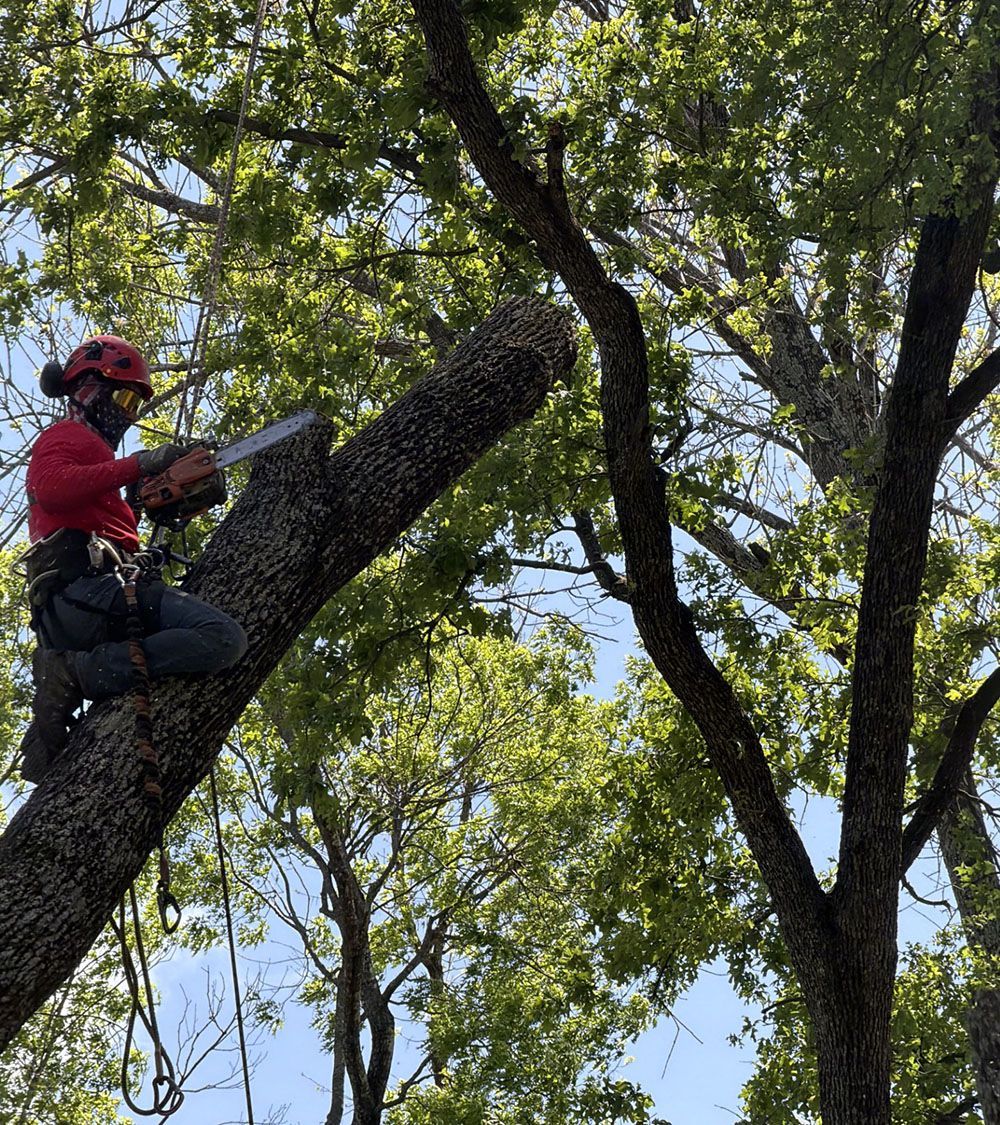 Arborist in red helmet using a chainsaw while climbing a tree amid dense green branches.