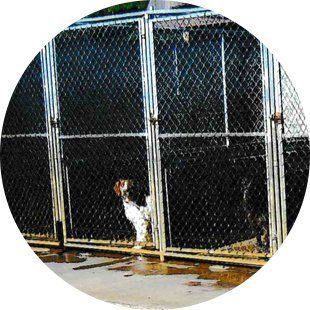 Dog inside the kennel