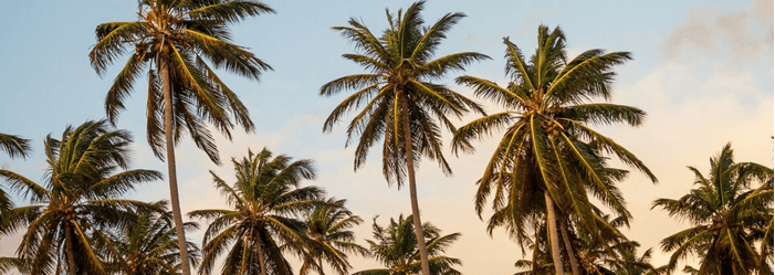 Palm trees silhouetted against a light blue and peach sky.