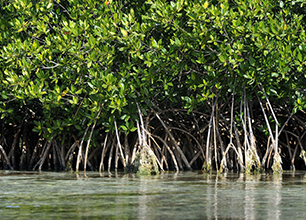 a row of mangrove trees growing next to a body of water .