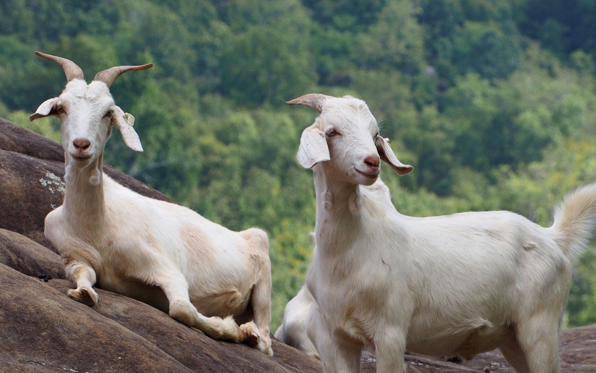 Large animal services