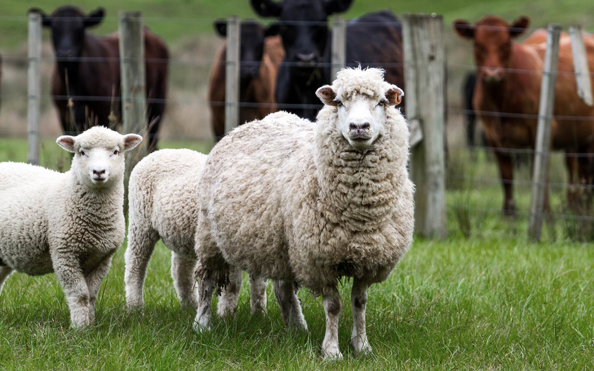 Emergency veterinary services