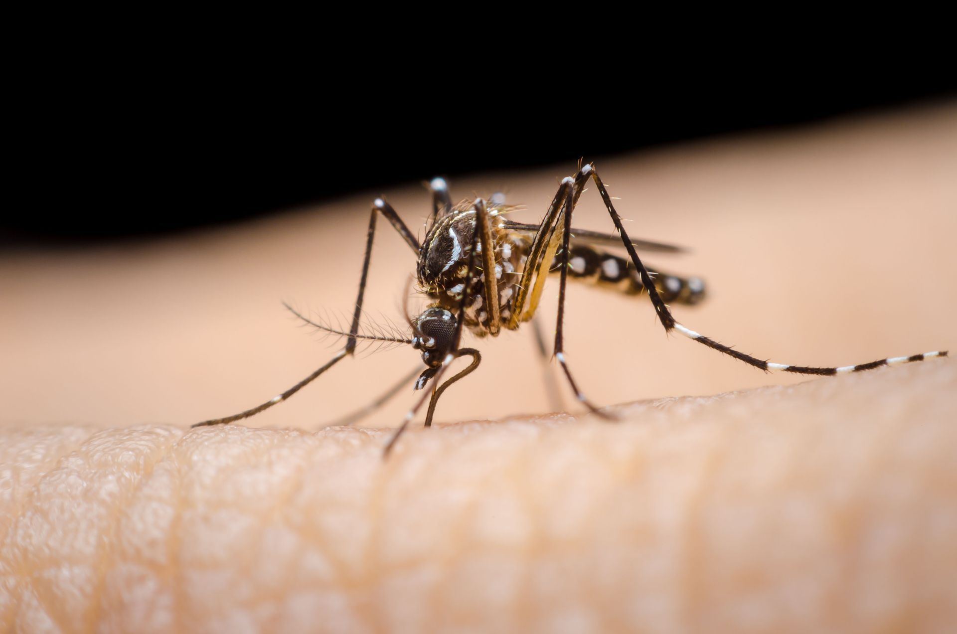 A mosquito feeding on human skin