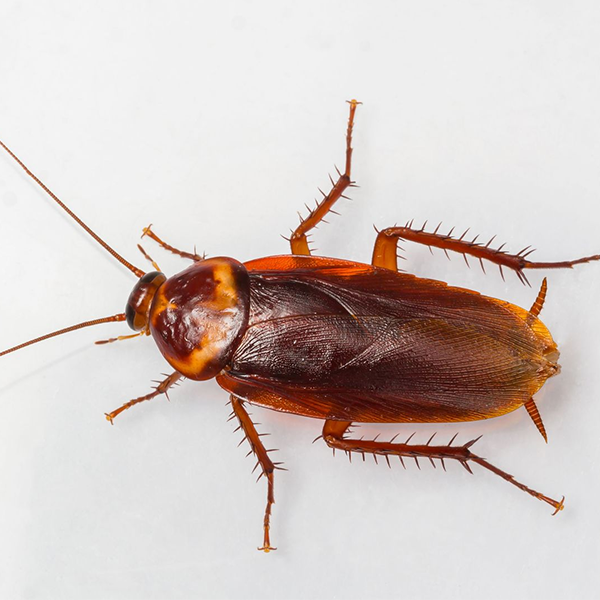 A close up of a cockroach on a white surface