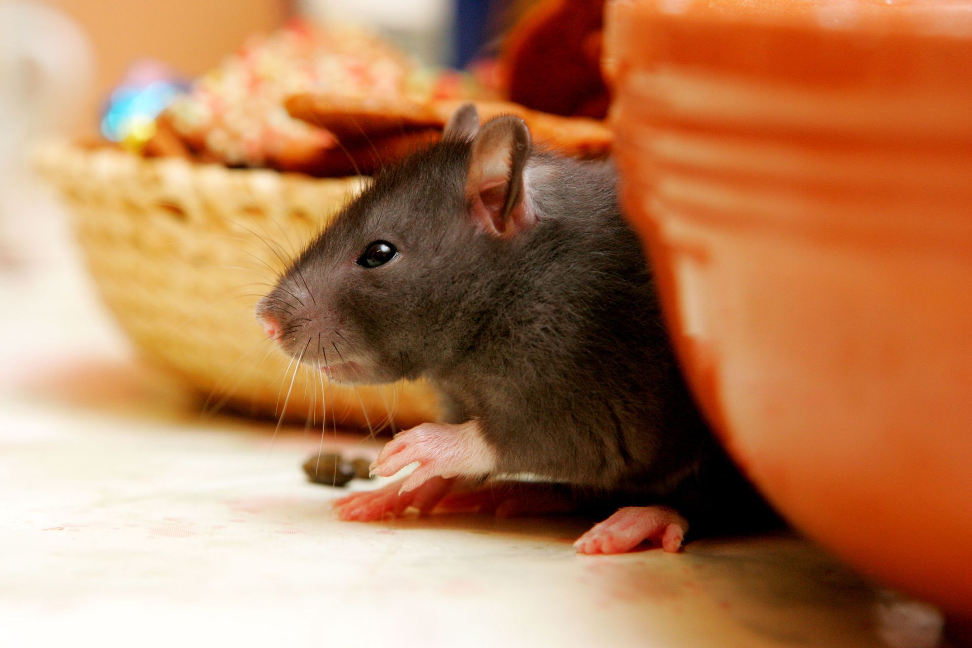 A dark gray rat peeks out from behind an orange bowl