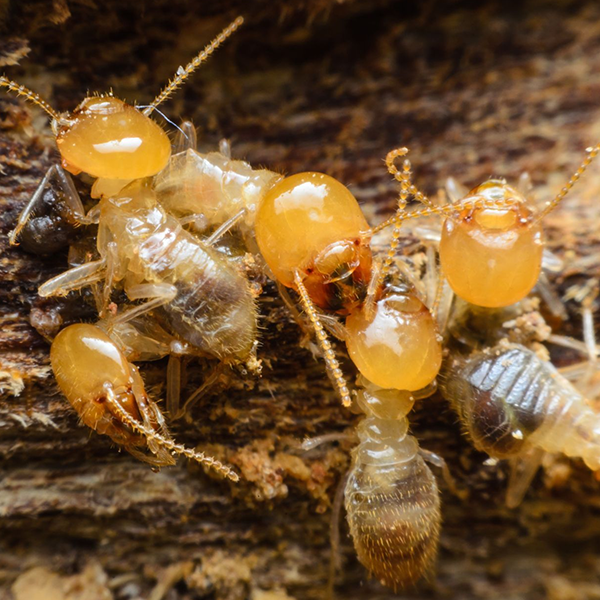 A group of termites are sitting on top of a piece of wood.