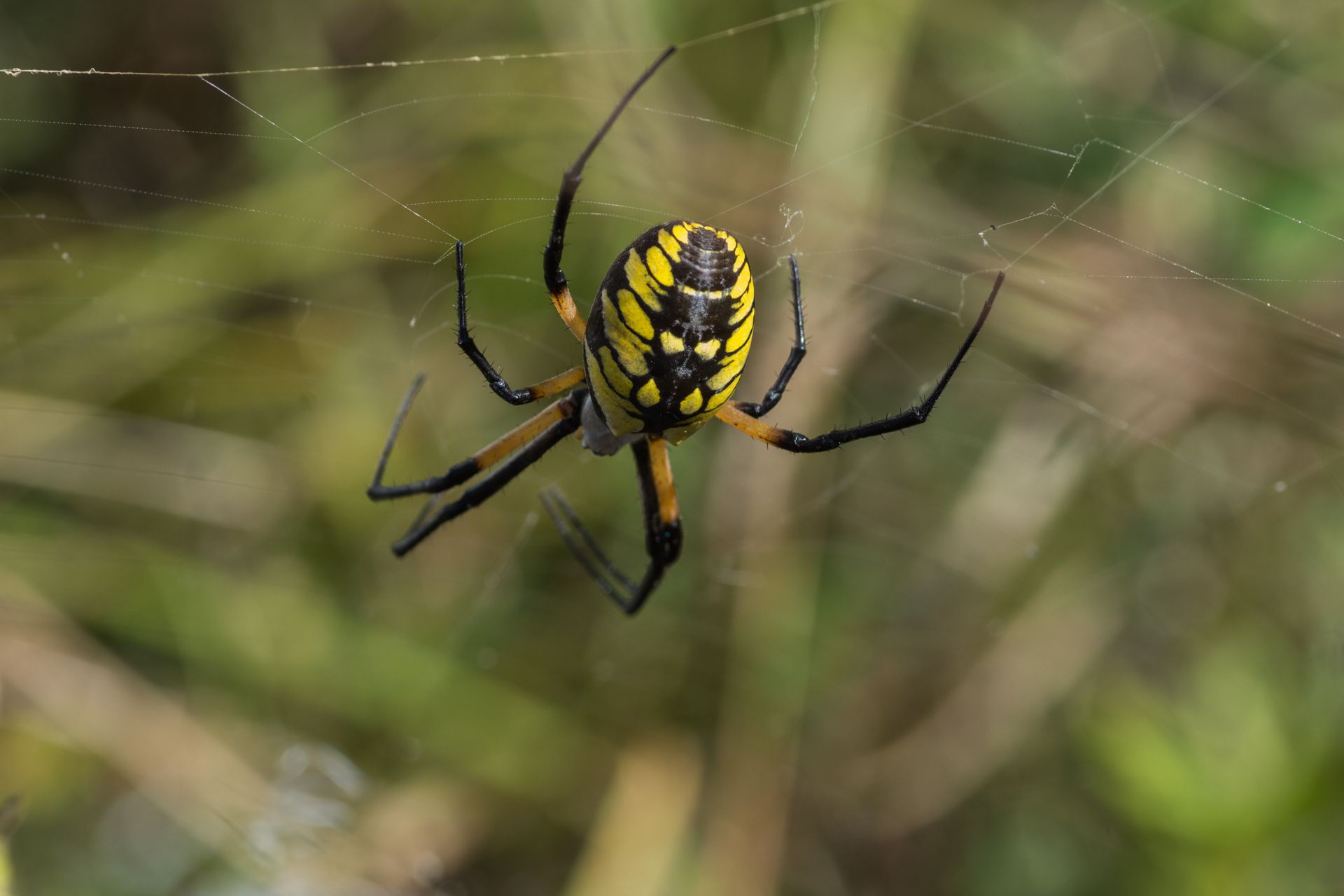 Yellow and black garden spider