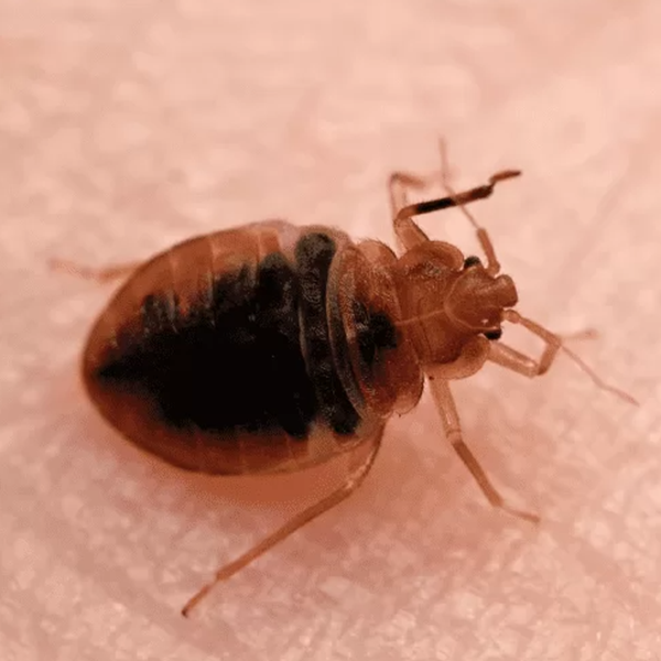 A bed bug is crawling on a person 's skin.