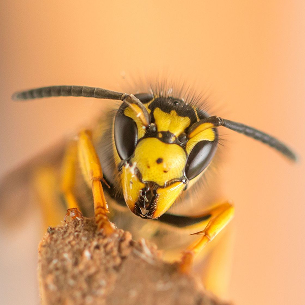 A close up of a wasp sitting on a piece of wood.