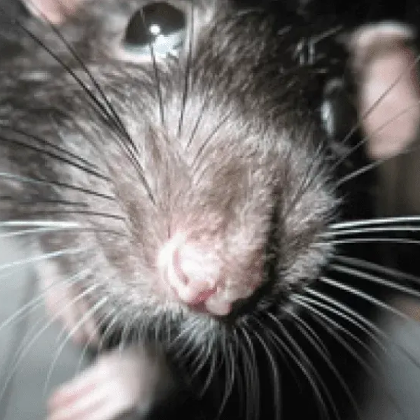 A close up of a rat 's face and whiskers