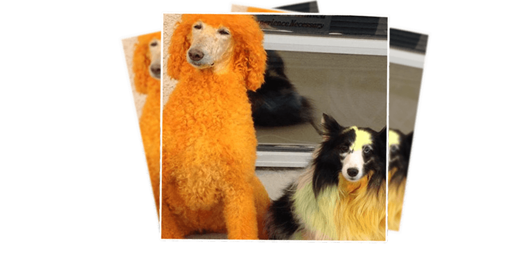 Groomed Dogs