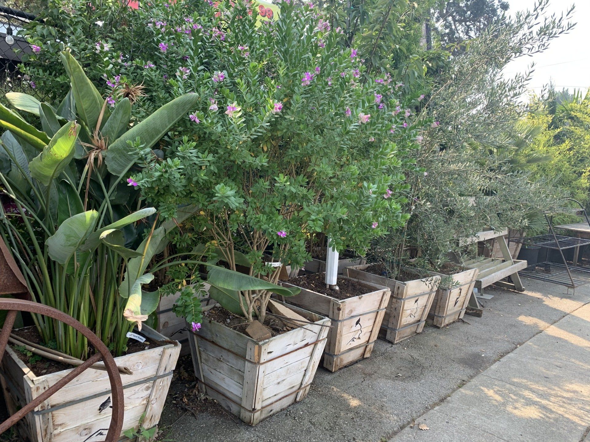 24 Inch Box Tree : How to Plant Containerized Trees – PBJZH