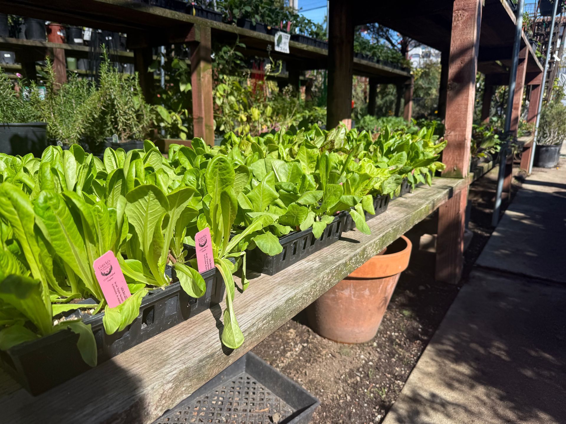 Rows of bright green lettuce seedlings in black starter trays sit on a wooden bench at a plant nursery.