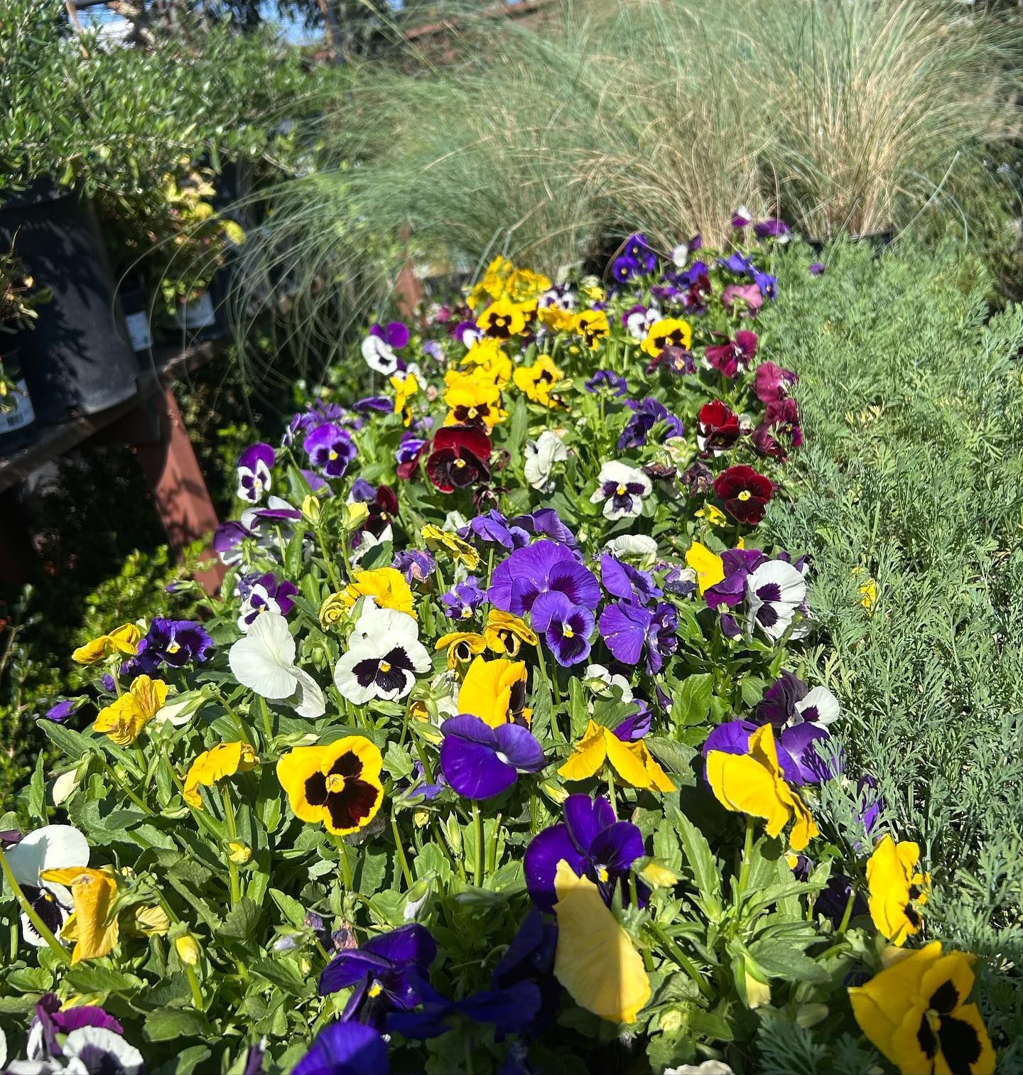 A vibrant patch of colorful pansy flowers in shades of yellow, purple, and white growing in a nursery setting.