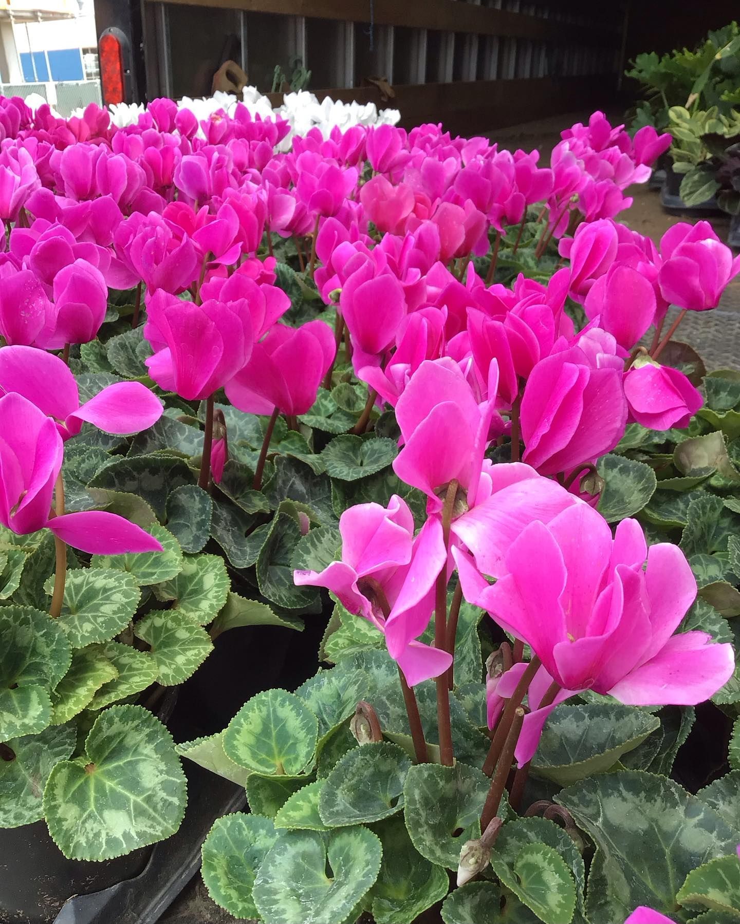 Rows of vibrant pink cyclamen flowers with mottled green leaves in a greenhouse setting.